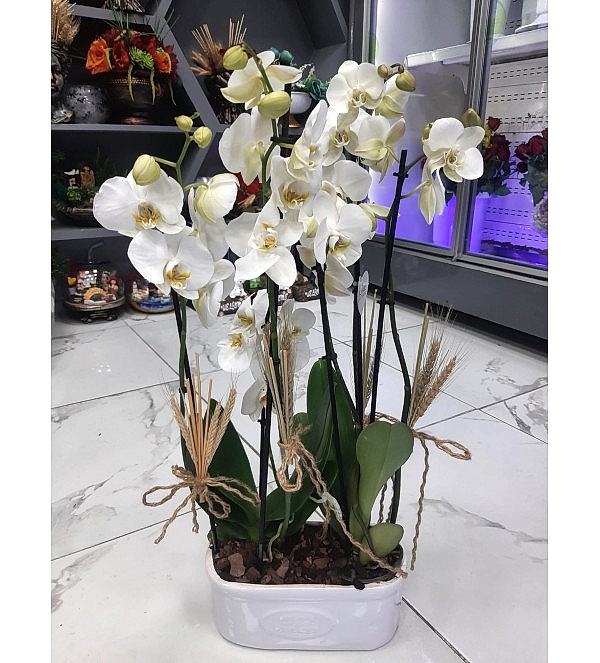 4 Dallı Beyaz Orkide